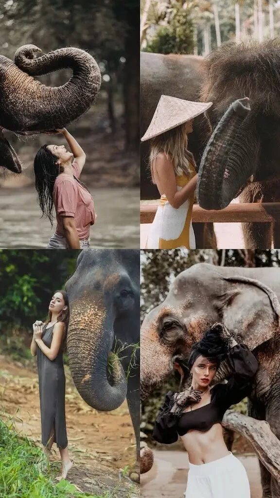 with_elephants